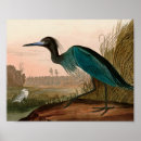 Search for audubon crane posters Heron