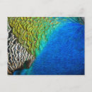 Search for peacock feathers postcards Nature