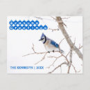 Search for blue jay christmas cards Cold