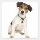 Recherche de chiot de terrier de russell Jack russell pub