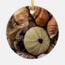 Recherche de coquille ornements Océan