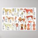 Search for dog anatomy posters Canine