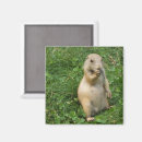 Search for eats magnets Cute