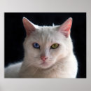 Recherche de chat étranger posters Chaton
