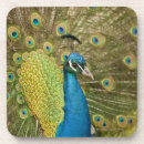 Search for peacock coasters Photography