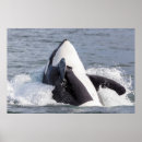 Search for orca whale posters Ocean