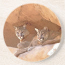 Search for mountain lion coasters Puma