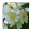 Search for wild rose tiles Nature