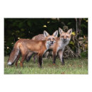 Recherche de red fox art Animal