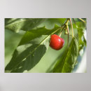 Search for red cherry posters Tree