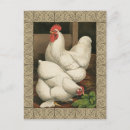 Recherche de ferme animaux cartes postales Coq