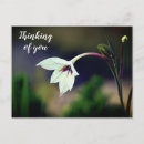 Search for gladiolus postcards Flower