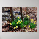 Recherche de jonquilles jaunes posters Printemps
