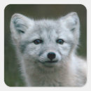 Search for arctic fox stickers Cute