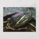 Search for pond turtle postcards River