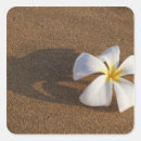 Search for plumeria stickers Nature