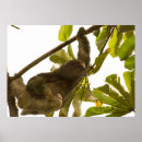 Search for three toed posters Mammal