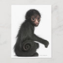 Search for red monkey postcards Wildlife