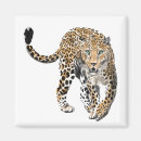 Search for leopards magnets Jungle