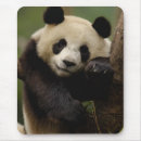 Recherche de melanoleuca Bambou