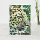 Search for amur cards Cats