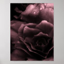 Search for begonia Photography