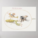 Search for insect posters Butterflies