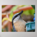 Search for orange and black stripes posters Nature