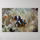 Search for aquarium posters Orange