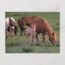 Recherche de mongole cartes postales Faune