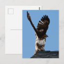 Recherche de rapace cartes postales Nature