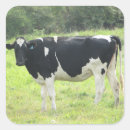 Search for dairy cattle stickers Cute