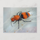 Search for ants cards invites Photography