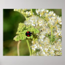 Search for ladybug posters Plant