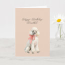 Recherche de caniche blanc Anniversaire