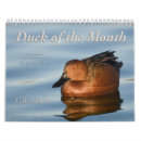 Search for duck calendars Animals