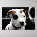 Recherche de pit bull terrier posters Apbt