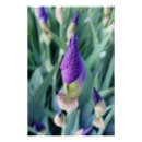 Recherche de bourgeons posters Pour tous
