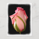 Search for fancy pink postcards Floral