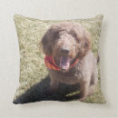 Search for labradoodle pillows Cute