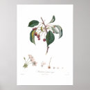 Search for cherry fruit posters Botany