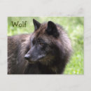 Recherche de crinières cartes postales Nature
