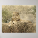 Search for lion photography posters Jungle