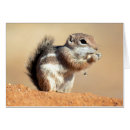 Recherche de écureuil de désert Ammospermophilus harrisii