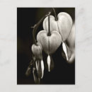 Search for dicentra Floral