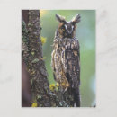 Recherche de longues oreilles cartes postales Chouette