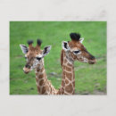 Recherche de deux animaux cartes postales Girafe