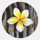 Search for plumeria wedding stickers Frangipani