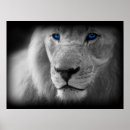 Recherche de yeux lion posters Blanc