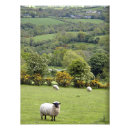 Recherche de irlandais photographie Campagne